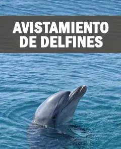 Avistamiento de delfines en barco desde Fuengirola